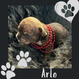 Adorable English bulldog puppy for rehome 
