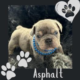 Merle English bulldog for sale 