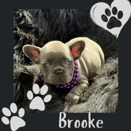 AKC French Bulldog for rehome 