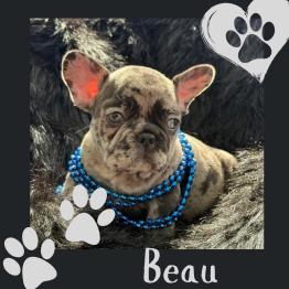 AKC Merle Frenchie for sale 