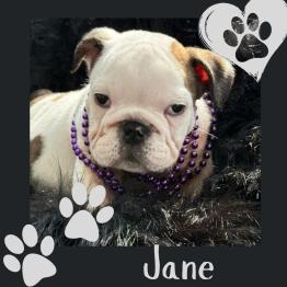 English bulldog puppy for sale 