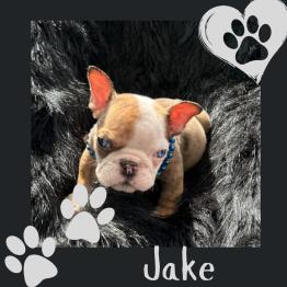 English bulldog puppy for sale 
