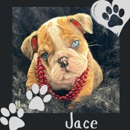 English bulldog puppy for sale 