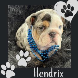 Merle male English bulldog 