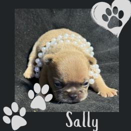 Sally French Bulldog puppy 
