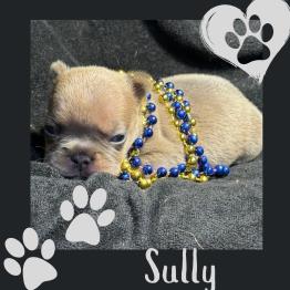 Sully French Bulldog 