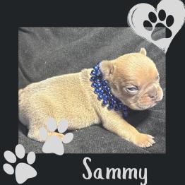 French Bulldog puppy 