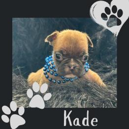 Kade Frenchie puppy 