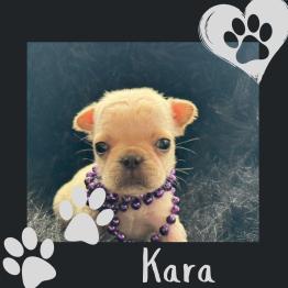 Frenchie puppy 