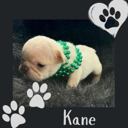 Frenchie puppy 