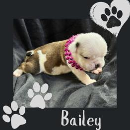 English bulldog for sale 