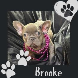 Frenchie for rehome 
