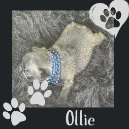 Frenchie for rehome 