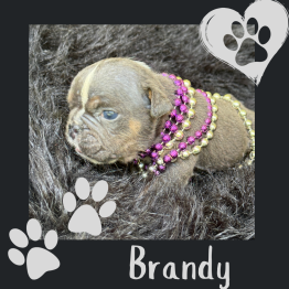 English bulldog puppy 
