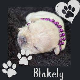English puppy for sale 