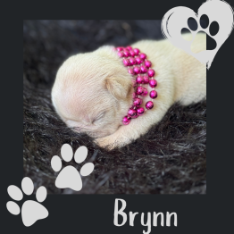 English bulldog for sale 