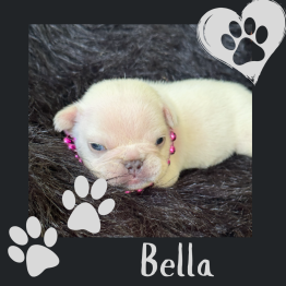 English bulldog for sale 