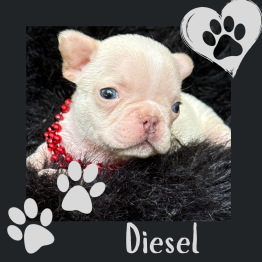 Frenchie for sale 