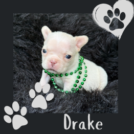 Frenchie for sale 
