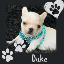 Frenchie looking for home 