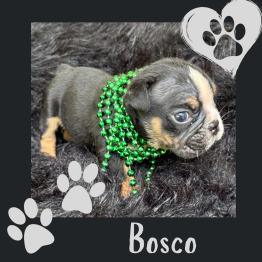 English puppy for sale