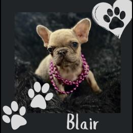 Frenchie Merle female 