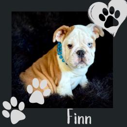 English puppy for sale 