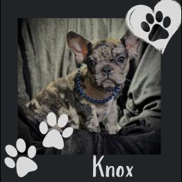 Male Frenchie for sale