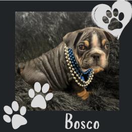 Black tri English puppy 