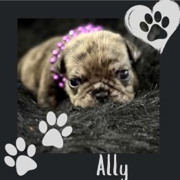 Female English bulldog puppy for sale 