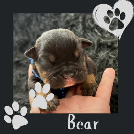 English bulldog for sale 