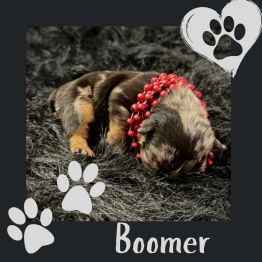 English bulldog for sale 