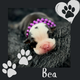 Female English Bulldog for Sale