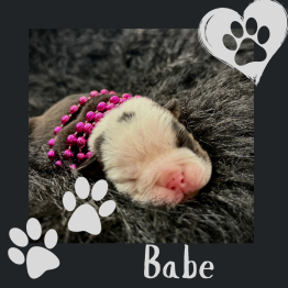 English bulldog for sale 