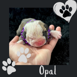 Female English bulldog for sale 