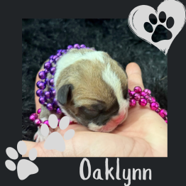 English bulldog for sale 
