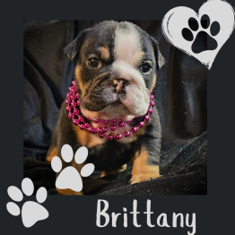 Black tri puppy for sale 