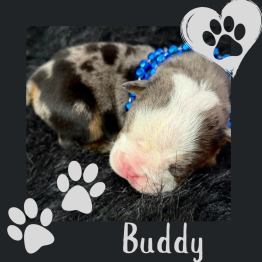 Merle english bulldog for sale 