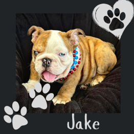 English Bulldog Puppies for sale