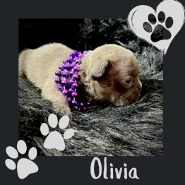 Female Frenchie for Sale 