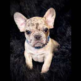 French bulldog puppy for sale