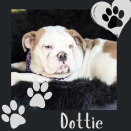 English bulldog puppy