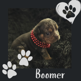 English bulldog for sale 