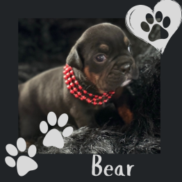 English bulldog puppy for sale