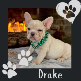 English Frenchie for sale