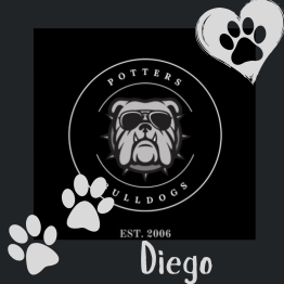 English Bulldog Puppy 