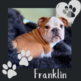 English bulldog for sale 