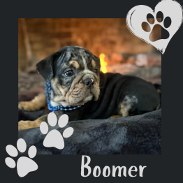 English bulldog for sale 