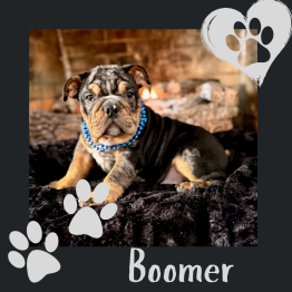 English bulldog for sale 