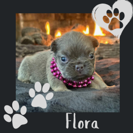 Frenchie fluffy for sale 